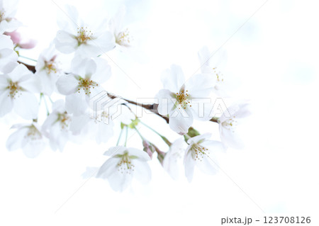桜（ソメイヨシノ）白背景 123708126