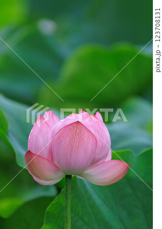 蓮の花が咲く池の風景 123708131