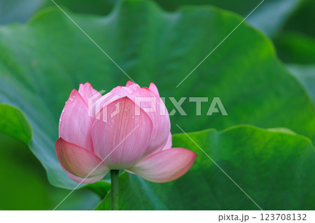 蓮の花が咲く池の風景 123708132