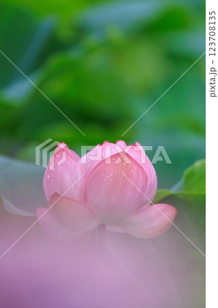 蓮の花が咲く池の風景 蓮の花が咲く池の風景 123708135