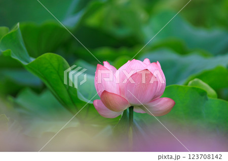 蓮の花が咲く池の風景 123708142