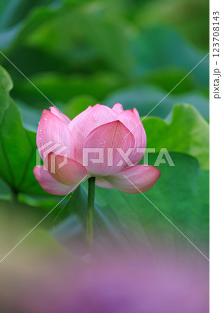 蓮の花が咲く池の風景 123708143