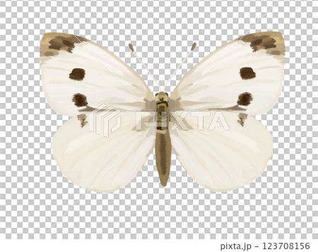 Cabbage White Butterfly (Winged) Specimen 123708156