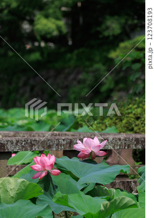 神奈川小田原市_小田原城の蓮池の風景 123708193