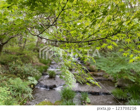 姫路城にある好古園の緑の風景 123708216