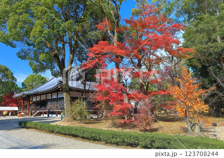 【京都府】紅葉の仁和寺の金堂 123708244