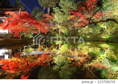 【京都府】高台寺の月真院の紅葉ライトアップ 【京都府】高台寺の月真院の紅葉ライトアップ 123708258