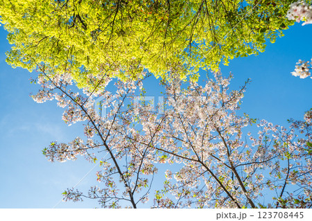 「東京都」隅田公園の春の風景 123708445