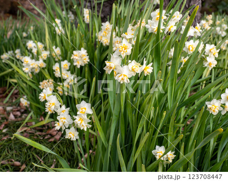八重咲きの水仙（スイセン） 123708447