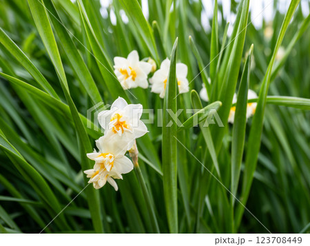 八重咲きの水仙（スイセン） 123708449