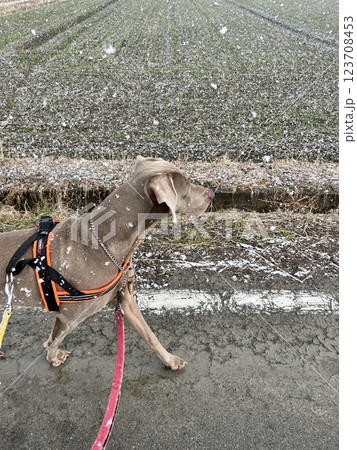 疾走する犬 疾走する犬 123708453