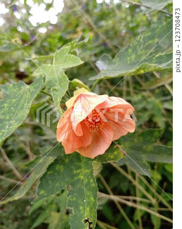 Abutilon pictum is a perennial, shrubby plant of the Malvaceae family. Known as: Abutilon, red and yellow abutilon, Chinese lantern, Japanese lantern, hummingbird flower, Chinese lamp, monacillo, pelo 123708473