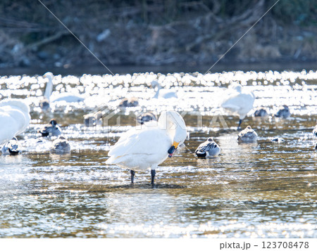首都圏の荒川で越冬する優雅で美しい白鳥たち 123708478