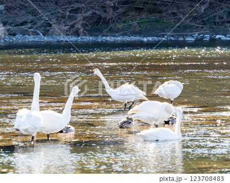 首都圏の荒川で越冬する優雅で美しい白鳥たち 首都圏の荒川で越冬する優雅で美しい白鳥たち 123708483