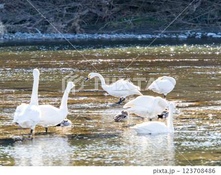 首都圏の荒川で越冬する優雅で美しい白鳥たち 123708486