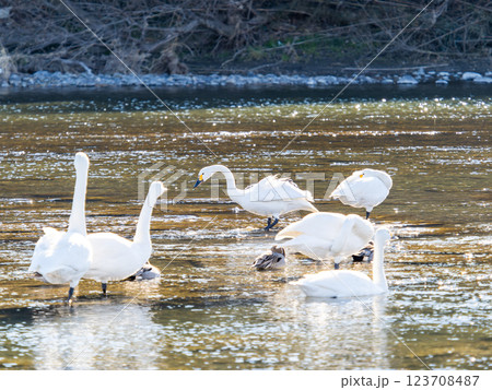 首都圏の荒川で越冬する優雅で美しい白鳥たち 首都圏の荒川で越冬する優雅で美しい白鳥たち 123708487