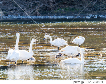 首都圏の荒川で越冬する優雅で美しい白鳥たち 123708491