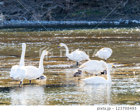 首都圏の荒川で越冬する優雅で美しい白鳥たち 123708493