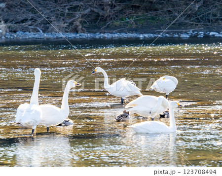 首都圏の荒川で越冬する優雅で美しい白鳥たち 123708494
