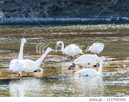 首都圏の荒川で越冬する優雅で美しい白鳥たち 首都圏の荒川で越冬する優雅で美しい白鳥たち 123708500