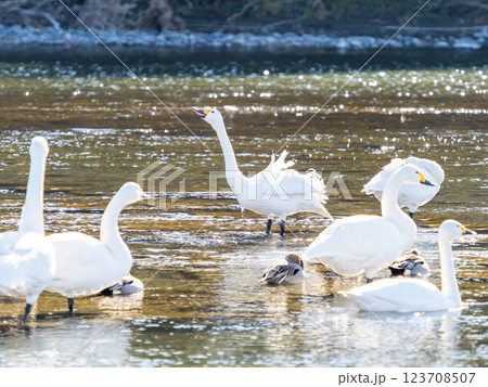 首都圏の荒川で越冬する優雅で美しい白鳥たち 首都圏の荒川で越冬する優雅で美しい白鳥たち 123708507