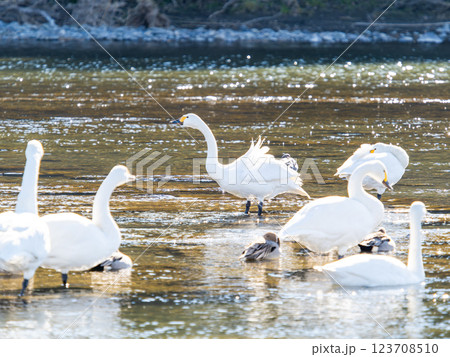 首都圏の荒川で越冬する優雅で美しい白鳥たち 123708510