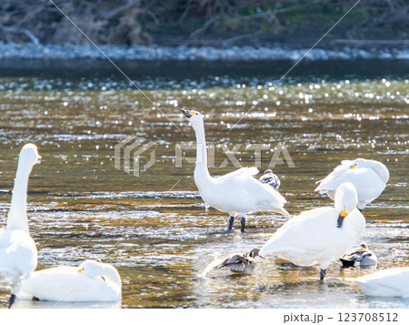 首都圏の荒川で越冬する優雅で美しい白鳥たち 首都圏の荒川で越冬する優雅で美しい白鳥たち 123708512