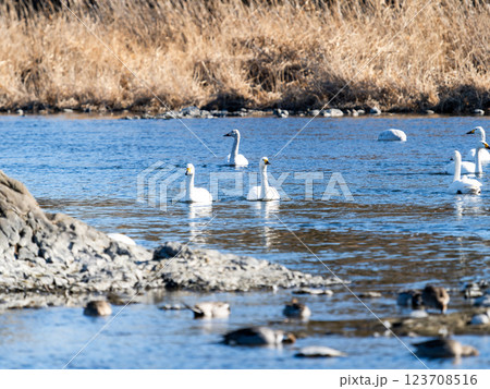 首都圏の荒川で越冬する優雅で美しい白鳥たち 123708516