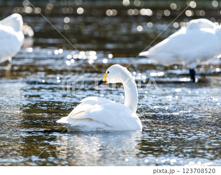 首都圏の荒川で越冬する優雅で美しい白鳥たち 123708520