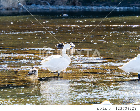 首都圏の荒川で越冬する優雅で美しい白鳥たち 首都圏の荒川で越冬する優雅で美しい白鳥たち 123708528