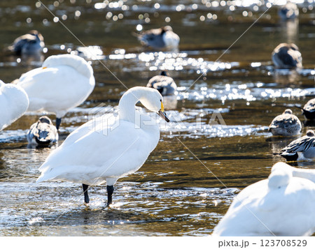 首都圏の荒川で越冬する優雅で美しい白鳥たち 首都圏の荒川で越冬する優雅で美しい白鳥たち 123708529