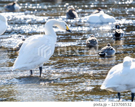 首都圏の荒川で越冬する優雅で美しい白鳥たち 123708532