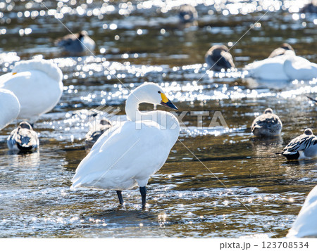 首都圏の荒川で越冬する優雅で美しい白鳥たち 首都圏の荒川で越冬する優雅で美しい白鳥たち 123708534