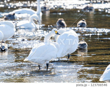 首都圏の荒川で越冬する優雅で美しい白鳥たち 首都圏の荒川で越冬する優雅で美しい白鳥たち 123708546