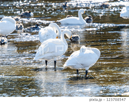 首都圏の荒川で越冬する優雅で美しい白鳥たち 123708547