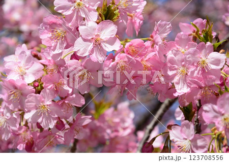 春の訪れを告げる河津桜 春の訪れを告げる河津桜 123708556
