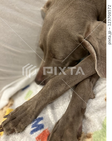 寝ている犬 寝ている犬 123708572