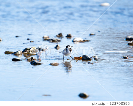 首都圏の荒川の水面で、餌を探すかわいいセグロセキレイ 首都圏の荒川の水面で、餌を探すかわいいセグロセキレイ 123708596