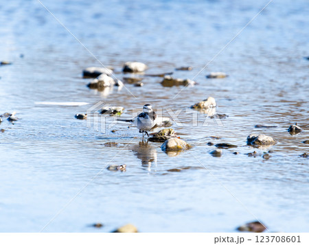 首都圏の荒川の水面で、餌を探すかわいいセグロセキレイ 123708601