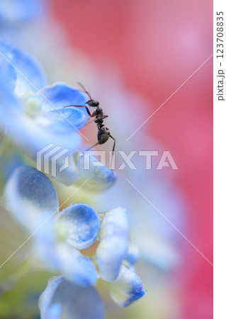 満開のアジサイの花にとまるアリのイメージ 123708835