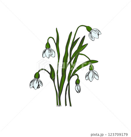 Isolated blooming snowdrops flower with leaves. Floral hand drawn art ornament. Doodle style. Vector illustration. Simple minimalistic nature element Isolated blooming snowdrops flower with leaves. Floral hand drawn art ornament. Doodle style. Vector illustration. Simple minimalistic nature element 123709179