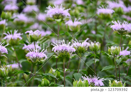 ワイルドベルガモット 123709392