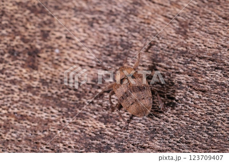 生き物　昆虫　オオミスジマルゾウムシ、背中の三本の横帯が目印。四ミリちょっとの小さなゾウムシ 123709407