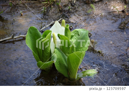 水辺に咲く水芭蕉 水辺に咲く水芭蕉 123709597