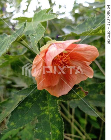 Native to South America, specifically Argentina, Brazil, Paraguay and Uruguay. Abutilon, red and yellow abutilon, Chinese lantern, Japanese lantern, hummingbird flower, Chinese lamp Native to South America, specifically Argentina, Brazil, Paraguay and Uruguay. Abutilon, red and yellow abutilon, Chinese lantern, Japanese lantern, hummingbird flower, Chinese lamp 123709664