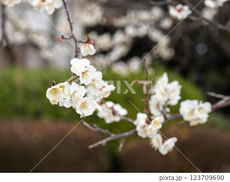 冬に咲き始めた美しい白梅【白加賀】 123709690