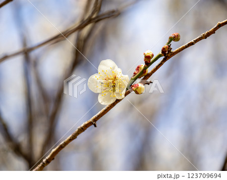 冬に咲き始めた美しい白梅【白加賀】 123709694
