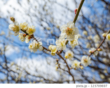 冬に咲き始めた美しい白梅【白加賀】 123709697