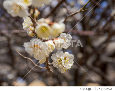 冬に咲き始めた美しい白梅【白加賀】 123709698