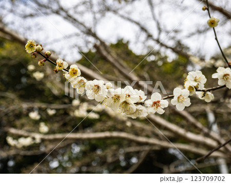 冬に咲き始めた美しい白梅【白加賀】 123709702